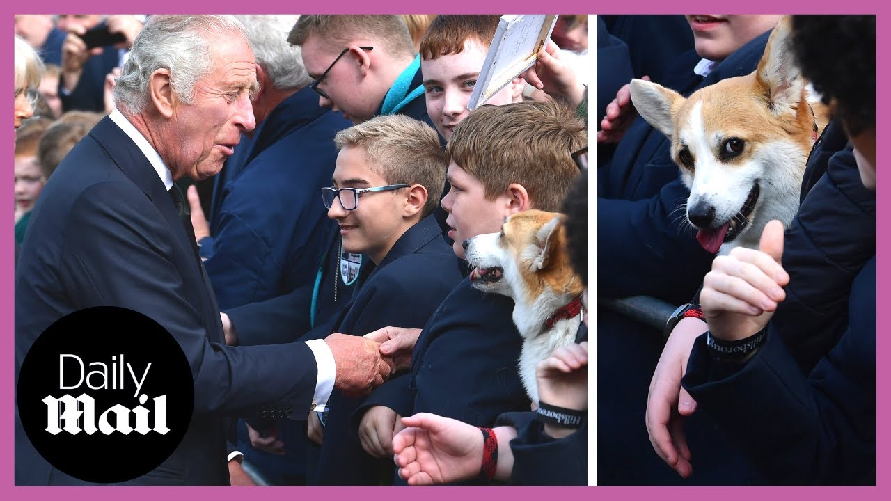 King Charles III delighted to meet cute corgi on Belfast walkabout
