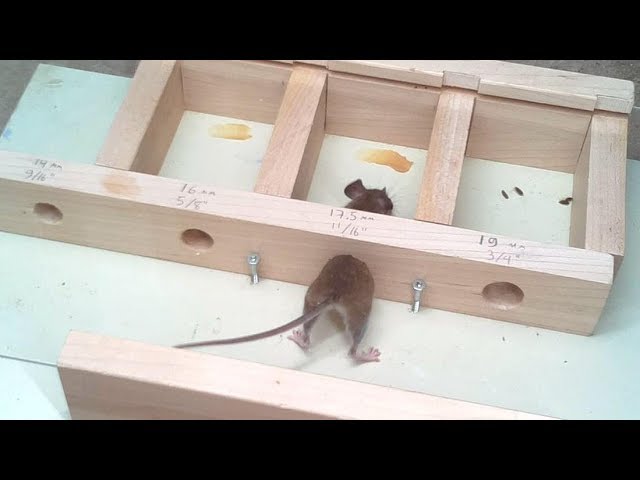 What Size Hole Can a Mouse Fit Through?