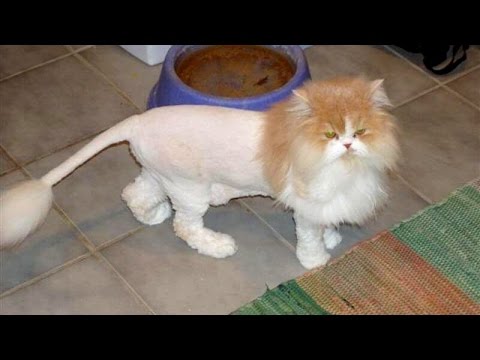 TRY NOT TO LAUGH or SMILE - Super FUNNY CAT videos - UCKy3MG7_If9KlVuvw3rPMfw