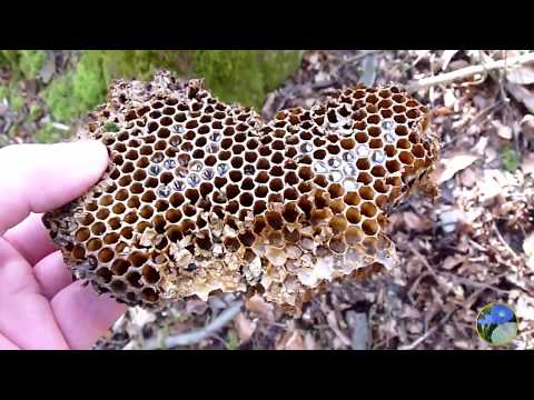 BD Bienenbaum bei Tennenlohe 1 Jahr später - Sind die wild lebenden Honigbienen noch da? März 2020