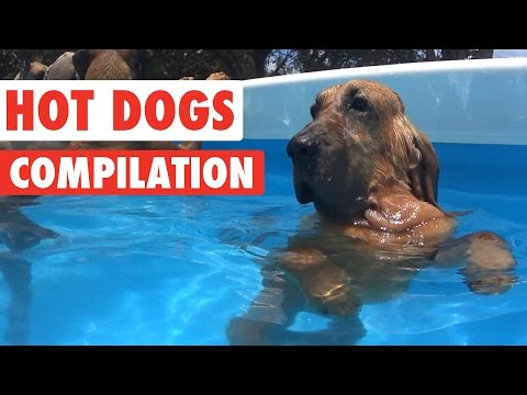 Funny Hot Dogs Video Compilation 2016 - UCPIvT-zcQl2H0vabdXJGcpg
