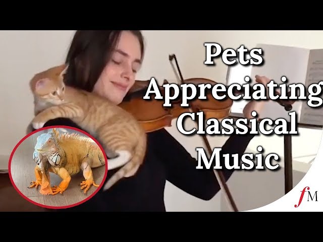 How Listening to Classical Music Can Benefit Animals