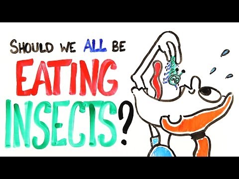 Should We All Be Eating Insects? - UCC552Sd-3nyi_tk2BudLUzA