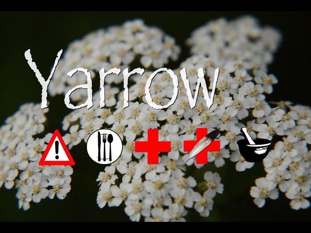 Is Yarrow Edible?