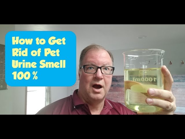 Are Cats Attracted to Dog Urine? - HayFarmGuy