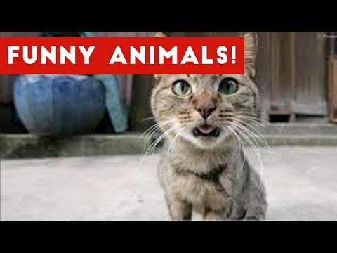 Funniest Animal Bloopers & Outtakes Compilation January 2017 | Funny Pet Videos - UCYK1TyKyMxyDQU8c6zF8ltg