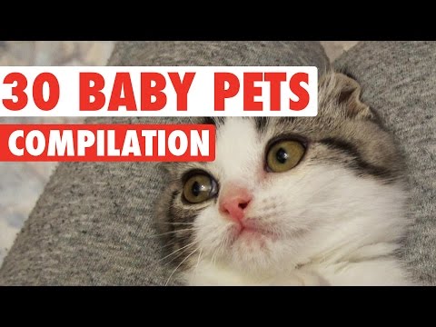 Top 30 Adorable Baby Pets Video Compilation 2016 - UCPIvT-zcQl2H0vabdXJGcpg