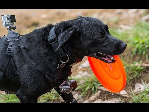 Fetch by GoPro - POV Dog Harness - UCZ2QEPtFeTCiXYAXDxl_AwQ