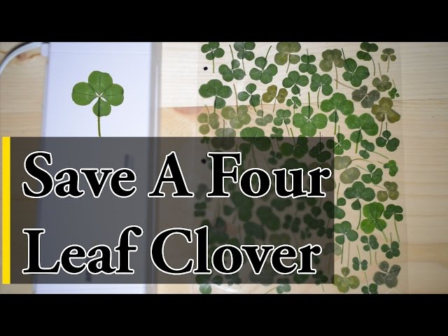 How To Preserve Four Leaf Clover