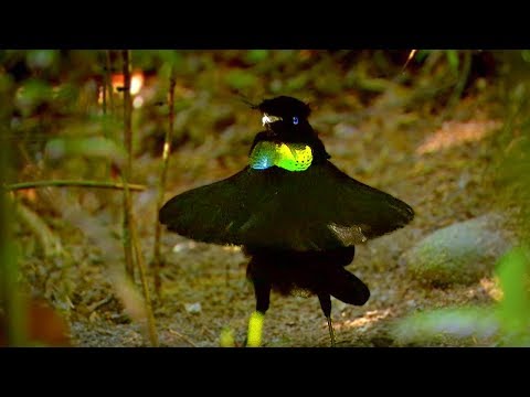 Bird Of Paradise: Appearances COUNT! | Animal Attraction | BBC Earth - UCwmZiChSryoWQCZMIQezgTg