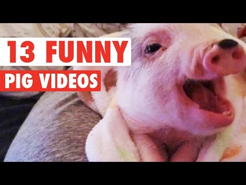 13 Funny Pig Videos || Awesome Compilation - UCPIvT-zcQl2H0vabdXJGcpg