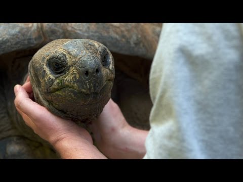 Do Tortoises Like Being Touched? - UCWqPRUsJlZaDp-PVbqEch9g
