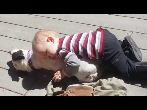 Funny Babies Meet Animals Baby Outdoor Videos