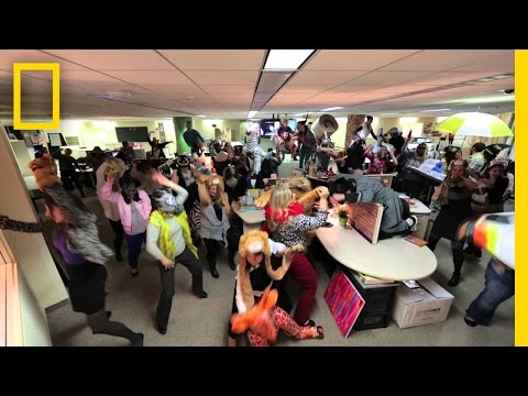 Office Harlem Shake | National Geographic - UCpVm7bg6pXKo1Pr6k5kxG9A