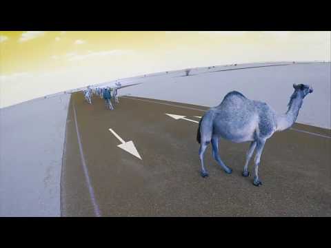 Stray Camels Dubai - UCQEqPV0AwJ6mQYLmSO0rcNA