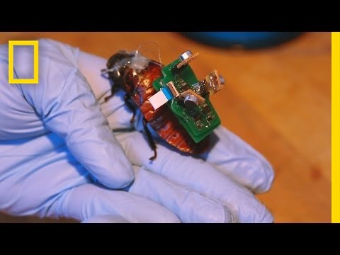 “BioBot” Roaches Could Save Lives With Tiny Backpacks | National Geographic - UCpVm7bg6pXKo1Pr6k5kxG9A