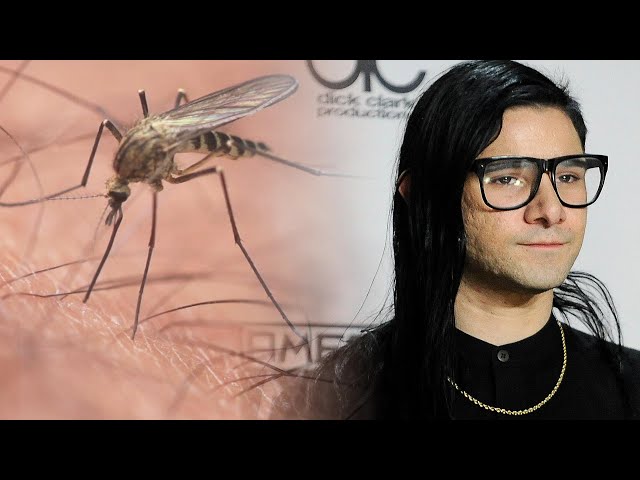 Can Dubstep Music Really Repel Mosquitoes?
