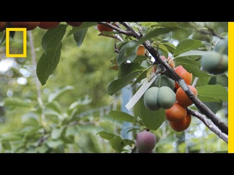 This Crazy Tree Grows 40 Kinds of Fruit | National Geographic - UCpVm7bg6pXKo1Pr6k5kxG9A