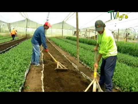 Cultivo de Crisantemo - Juan Gonzalo Angel - TvAgro Chrysanthemum - UCzW1r6IO7r8C2RPLZrD5lwA