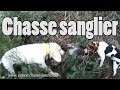 Chasse sanglier - Boar hunting