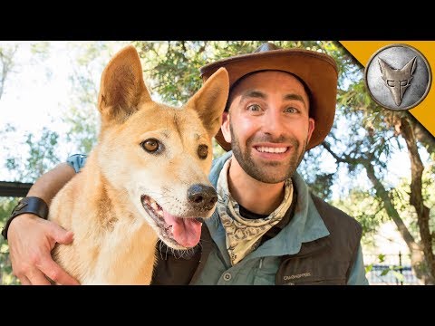 Dingo Meets a Coyote! - UC6E2mP01ZLH_kbAyeazCNdg