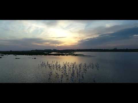 [Video]:  BERATOZDEMIRWORKS - Flamingo following