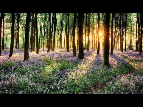 Relaxing Piano Music: Meditation Music, Sleep Music, Spa Music, Study Music, Relaxing Music ★97 - UCjzHeG1KWoonmf9d5KBvSiw