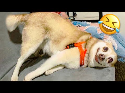 Funniest Dogs And Cats - Best Funny Animal Videos Of The 2021  🤣 - UC09IvZwjpunzrdHH1EHok-w
