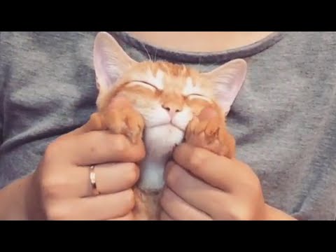 Extremely Happy Cats Pet Video Compilation 2016 - UCPIvT-zcQl2H0vabdXJGcpg