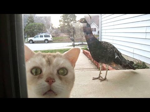 LAUGH OUT LOUD with the FUNNIEST CATS - Funny CAT compilation - UC9obdDRxQkmn_4YpcBMTYLw