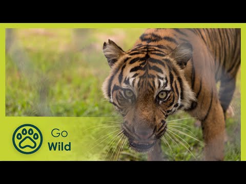 Sumatras Last Tigers - The Secrets of Nature - UCVGTgXC1P--xM480Z6DqyAg