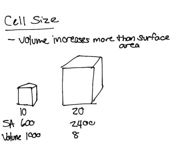 What Limits the Maximum Size of a Cell?