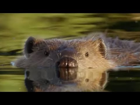 Beaver Lodge Construction Squad | Attenborough | BBC Earth - UCwmZiChSryoWQCZMIQezgTg