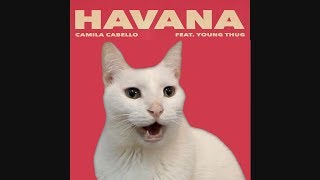 HAVANA - Camila Cabello by CATS | Despacito | Shape of you | + More BEST Hits - Cat Parody