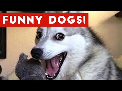Funny Dogs Compilation 2017 | Best Funny Dog Videos Ever - UCYK1TyKyMxyDQU8c6zF8ltg