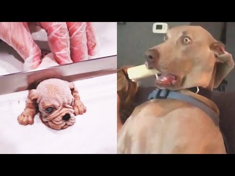 Funniest Animals - Best Of The 2022 Funny Animal Videos #5 - UC24KUWwW8-rJu3GZKLPYvcw