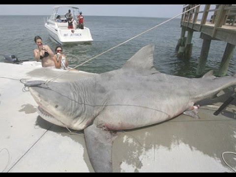The 9 Biggest Sharks Ever Caught - UCI4D2tSAiHqZBRB67nTKqww