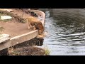 Un lion maladroit tombe à l eau
