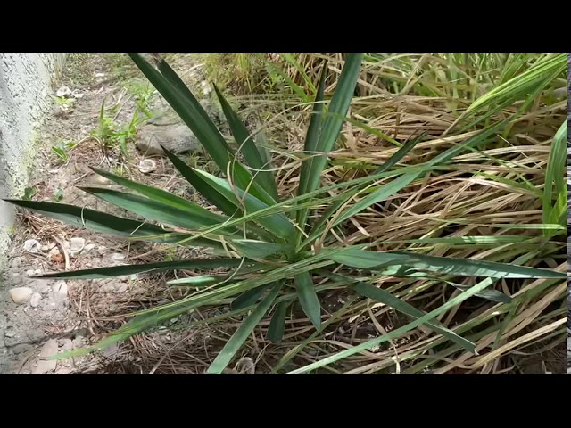 Is Yucca Edible? The Answer Might Surprise You!