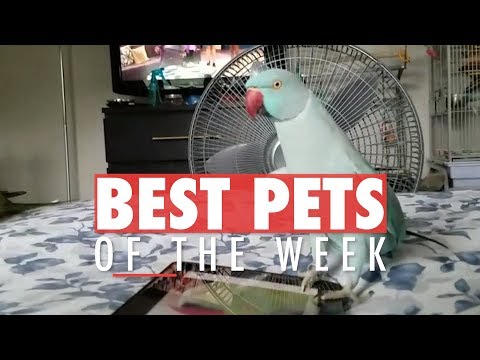 Best Pets of the Week Video Compilation | Week 2 March 2018 - UCPIvT-zcQl2H0vabdXJGcpg