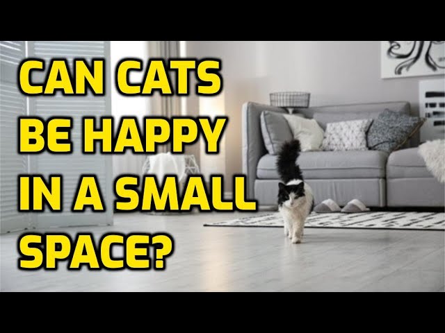 How Much Space Do Cats Need HayFarmGuy