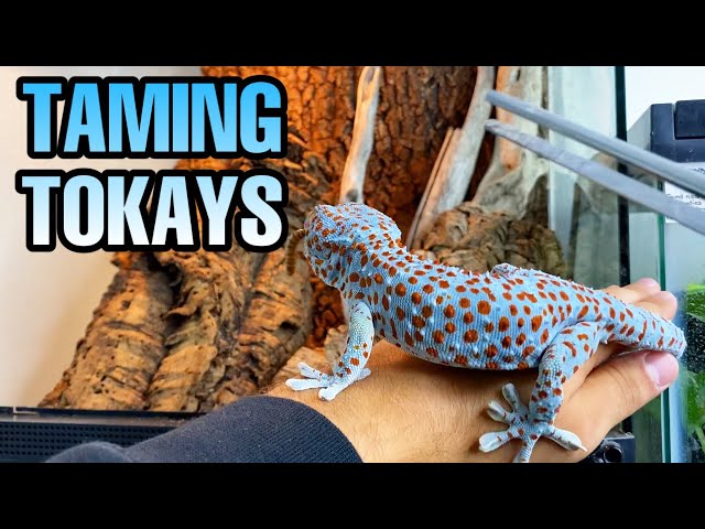 How Big Do Tokay Geckos Get?