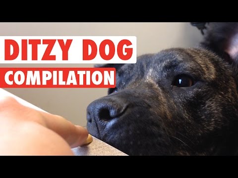 Funny Ditzy Dogs Pet Video Compilation 2016 - UCPIvT-zcQl2H0vabdXJGcpg