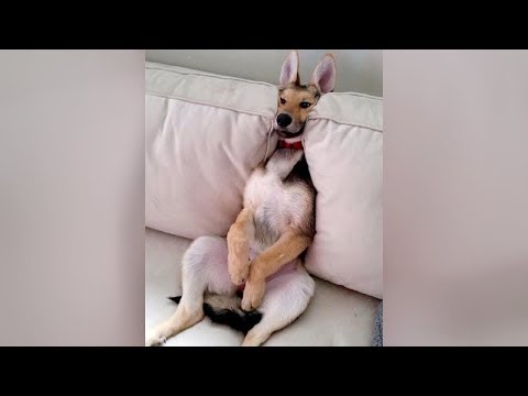 GET READY to LAUGH LIKE HELL, here are GERMAN SHEPHERDS! - Funny DOG VIDEOS compilation - UCKy3MG7_If9KlVuvw3rPMfw
