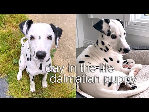 day in the life of a dalmatian puppy! - UChplUdodMCdfZfmTQbRhNWw