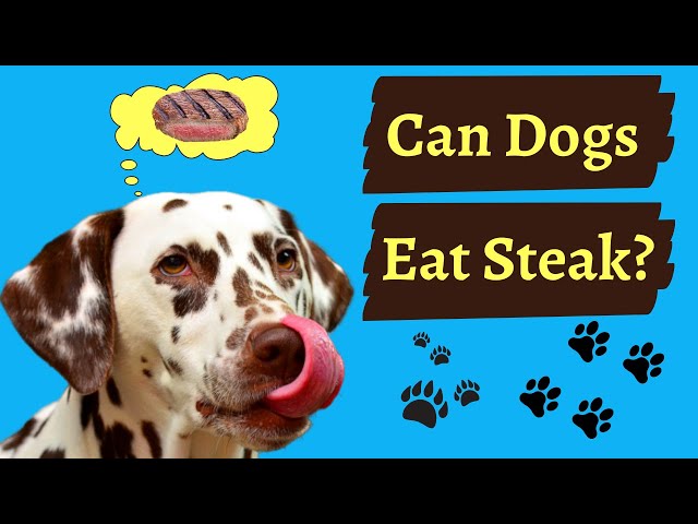 can-dogs-eat-steak-hayfarmguy