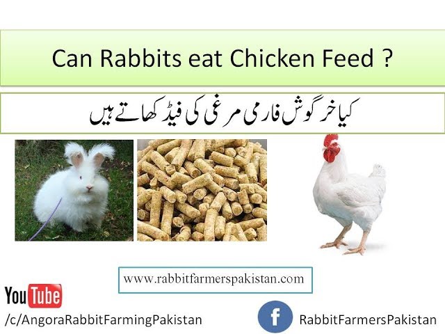 Can Rabbits Eat Chicken Feed? - HayFarmGuy