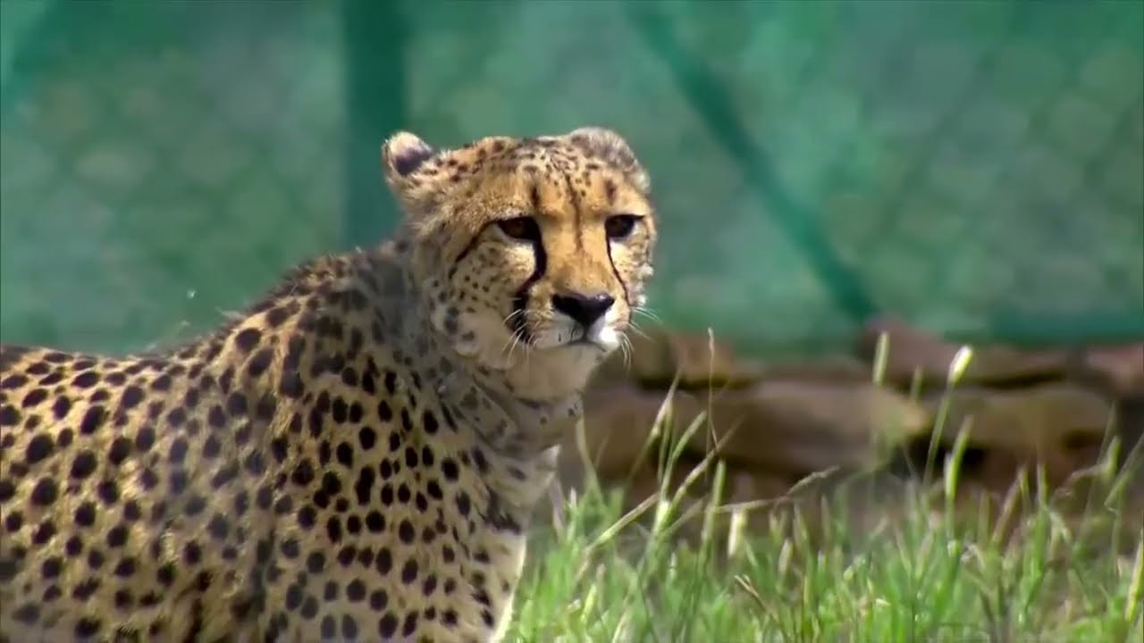 Cheetahs return to India after 70-year absence