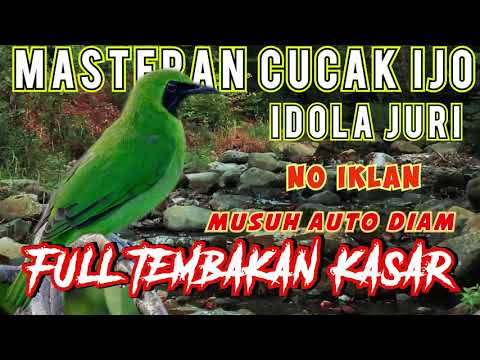 Masteran Cucak Ijo JUARA 🏆 Full Tembakan Kasar - tengkek buto - kapas tembak