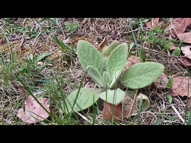 Is Lamb s Ear Edible StuffSure